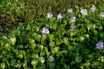 Water hyacinth